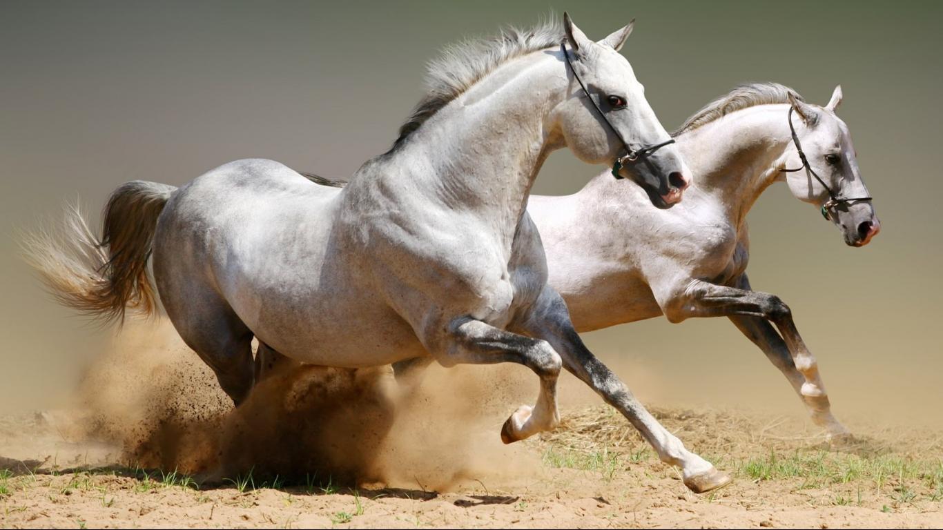 1366x768 Double horses galloping for your pc wallpaper Desktop ...