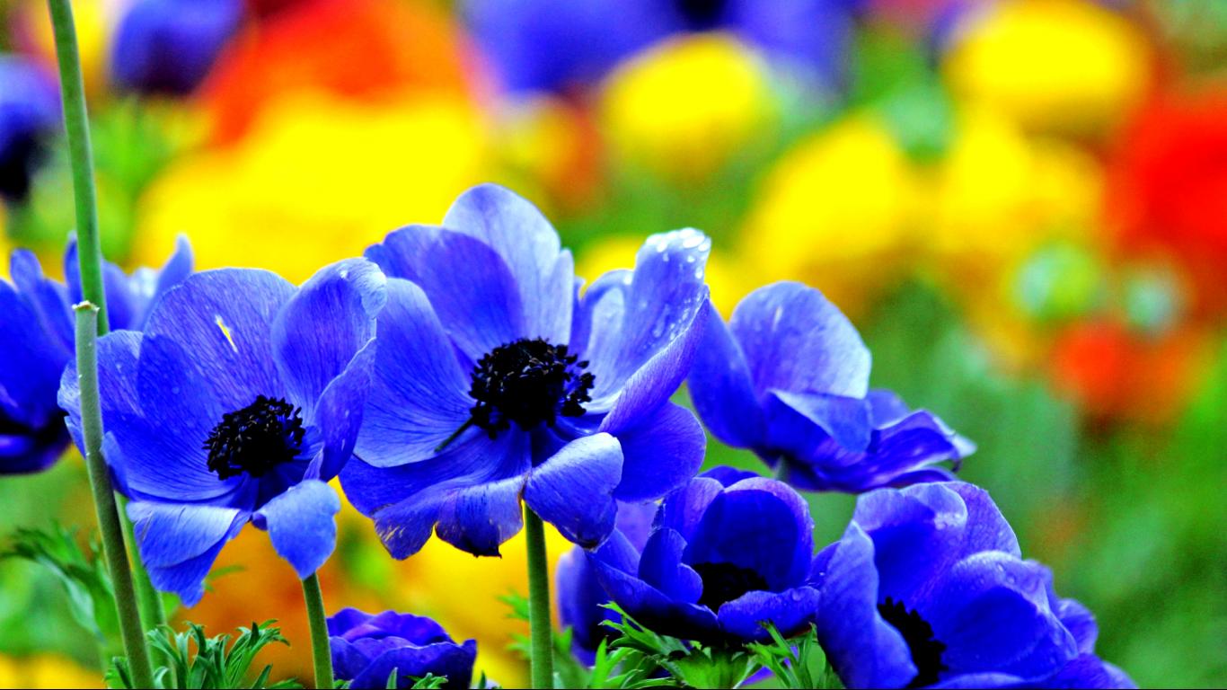 Special Blue Flowers hd desktop wallpapers 1366x768 For 17/19-inch ...
