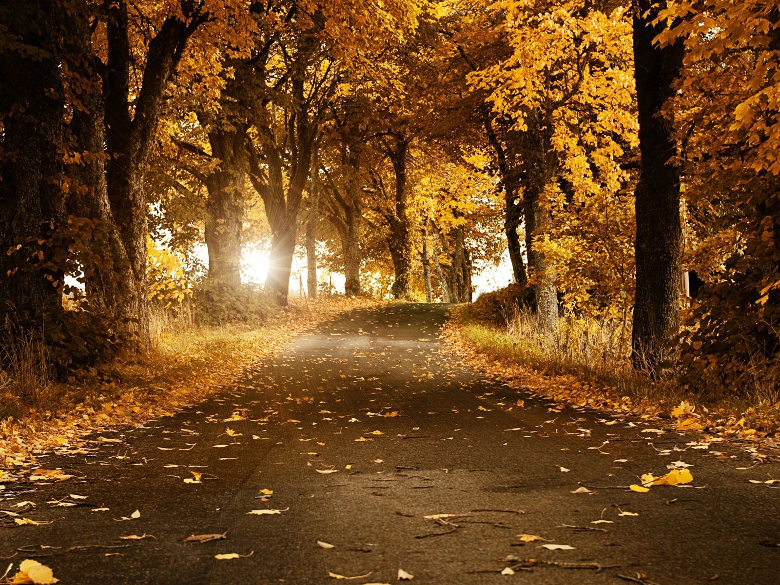 High Res Nature Wallpaper Downloads Autumn Falling Leaves Gogo