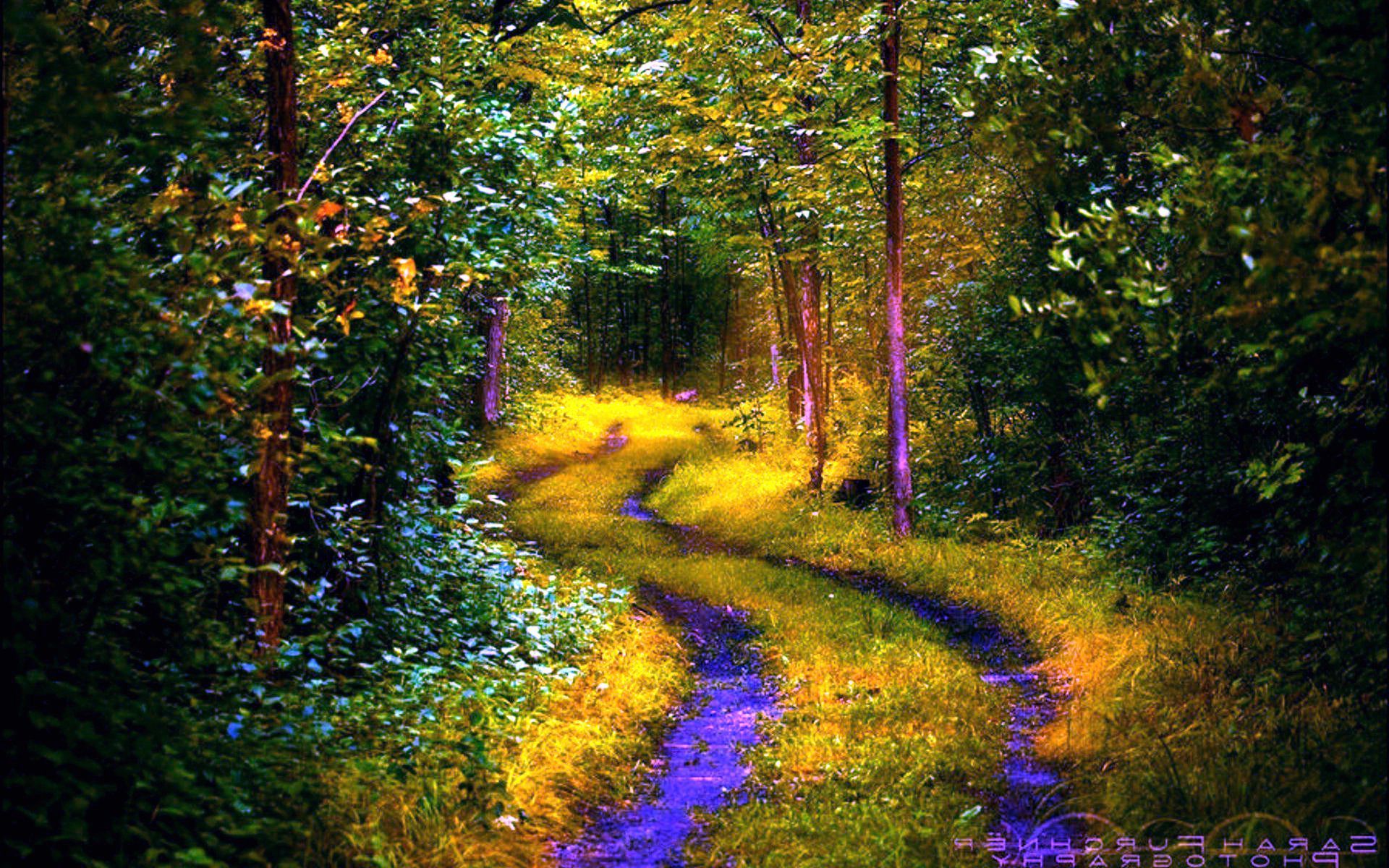 Forest Path Backgrounds