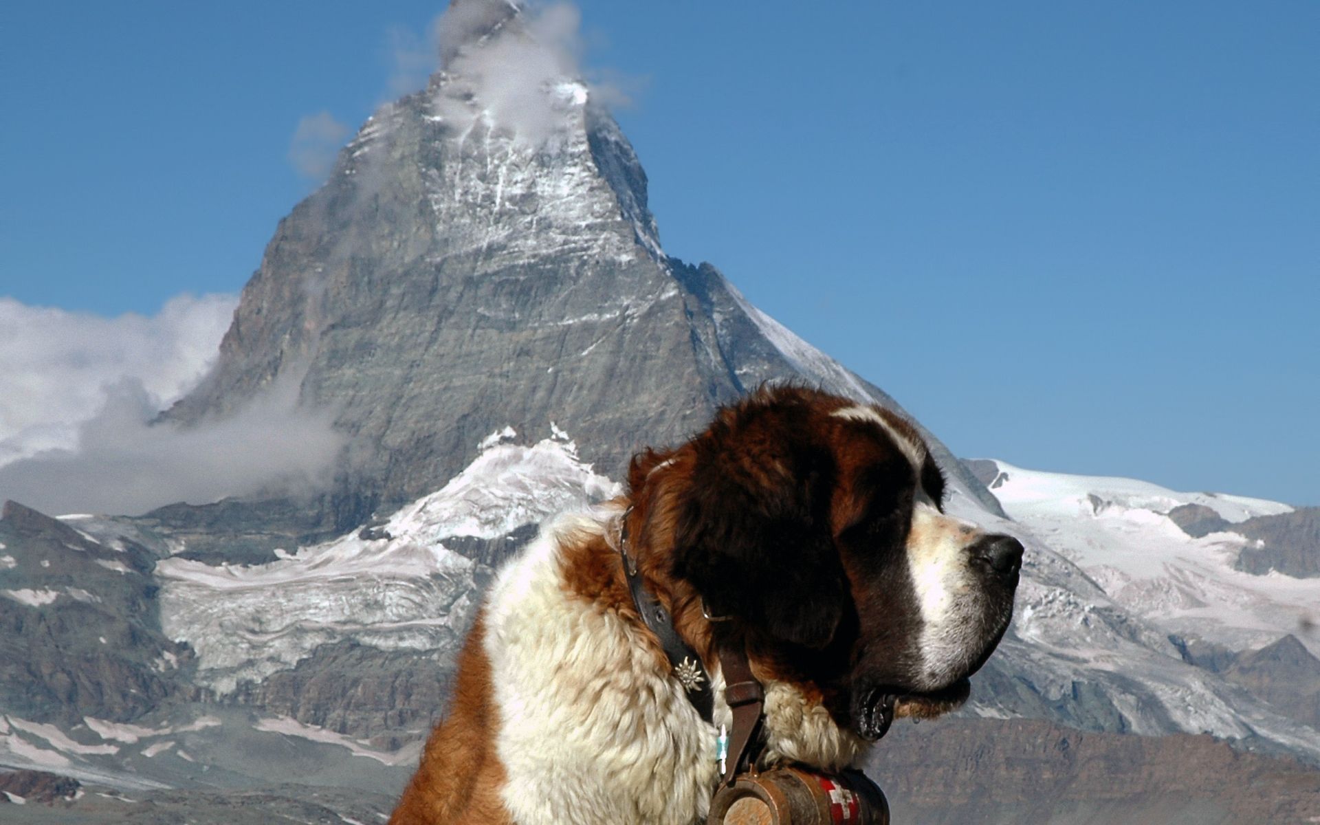St. Bernard dog wallpapers and images - wallpapers, pictures, photos