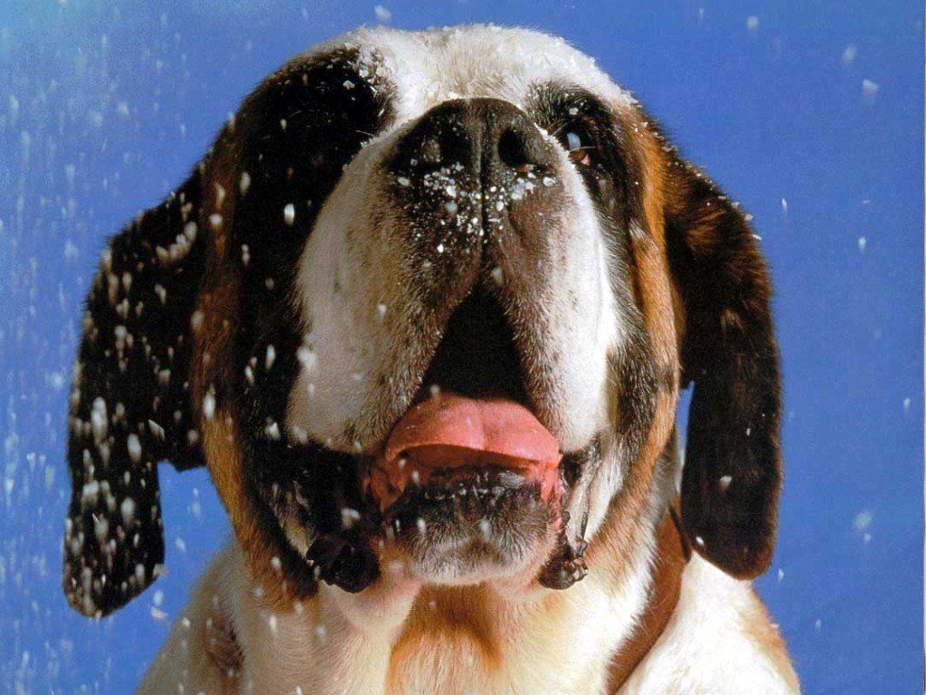 Saint Bernard Dog Wallpaper | Animal Literature