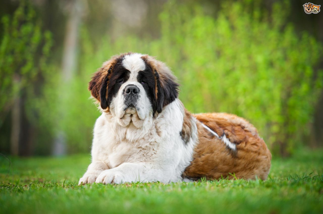 Free Saint Bernard Dog Wallpapers HD Resolution Cute Puppies and other