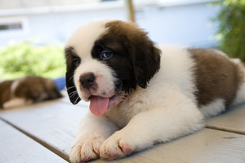 puppy St Bernard wallpaper, New Funny Pet Pictures | Dogs,Cats ...