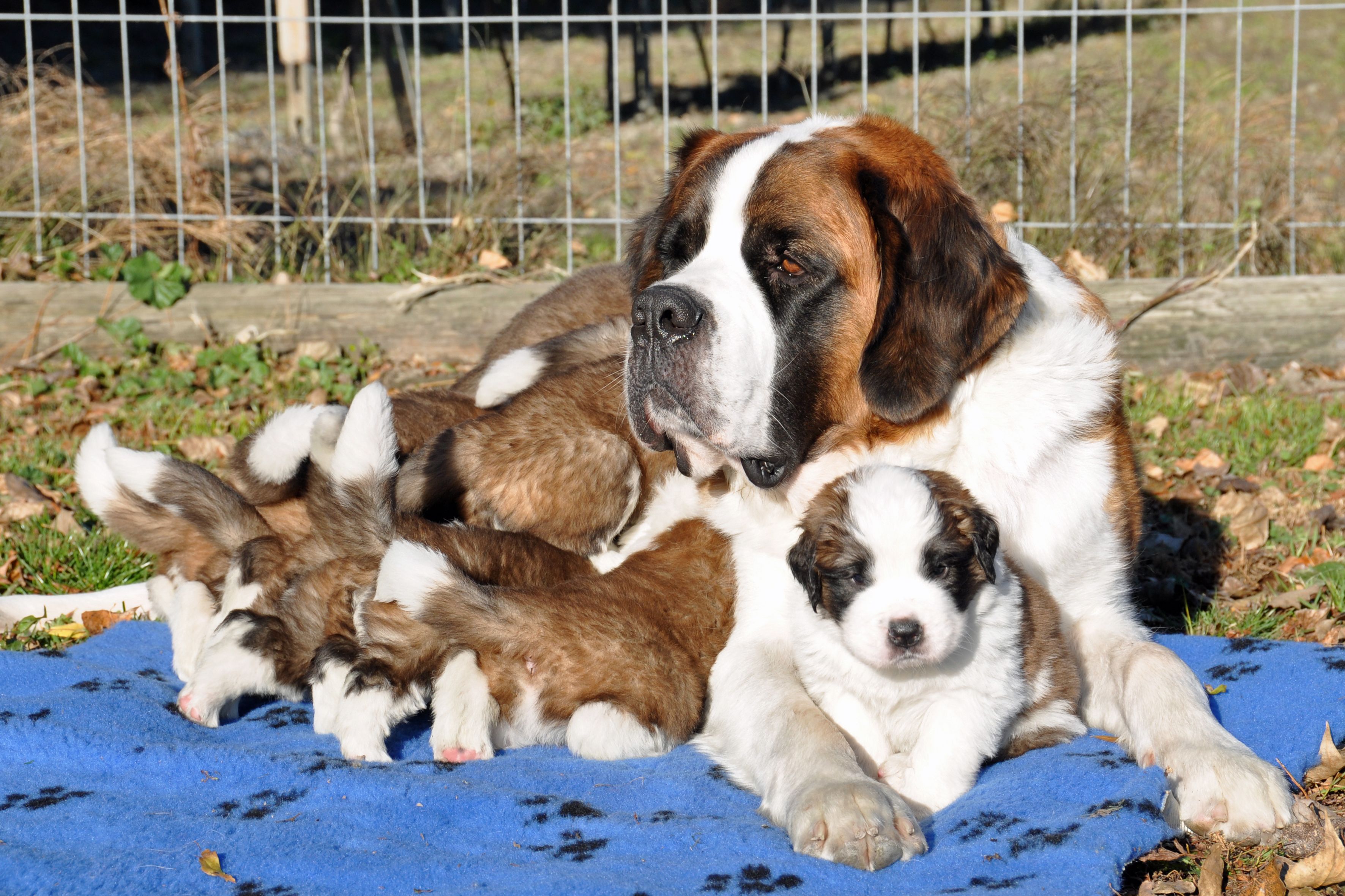 St. Bernard puppies with mom wallpapers and images - wallpapers ...