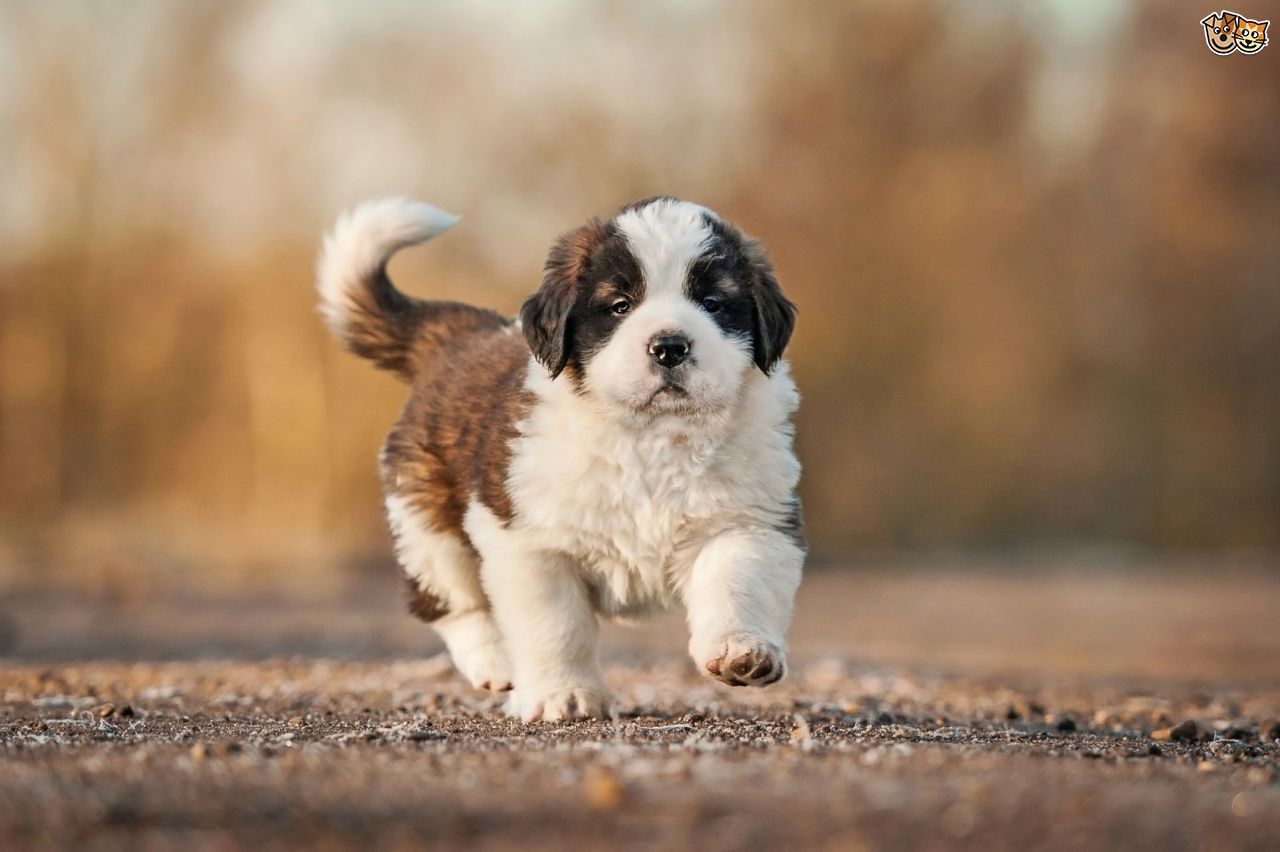 Saint Bernard Dog Animal Wallpaper Widescreen | Cute Puppies and ...