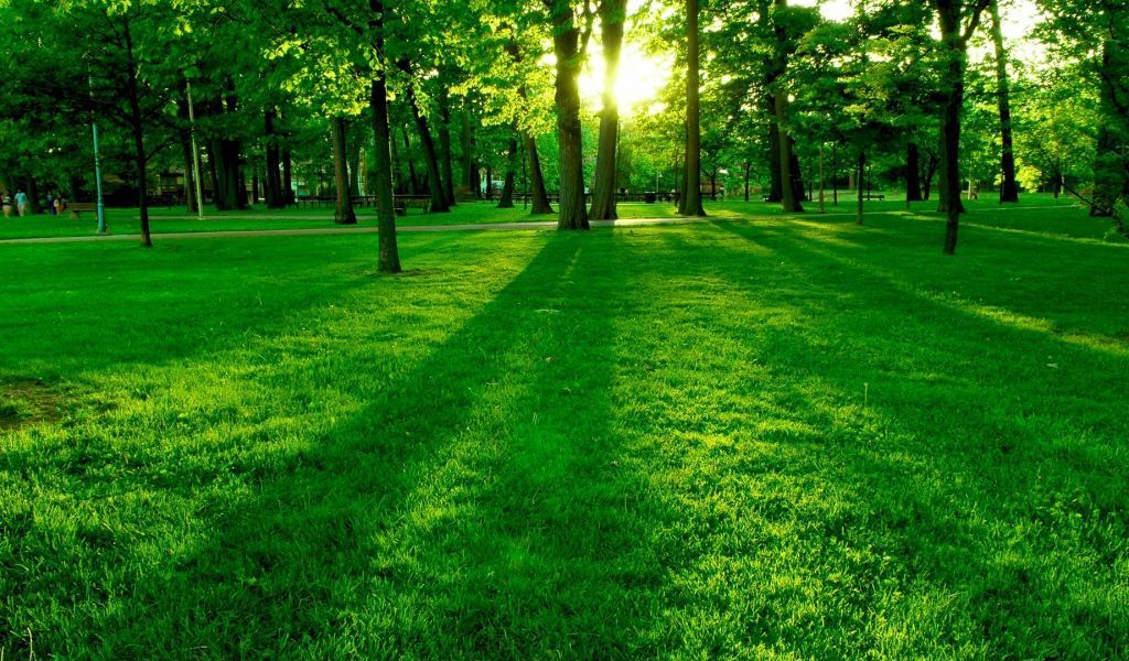 Download Wallpaper 1024x600 Park, Lawn, Grass, Trees, Sun Netbook