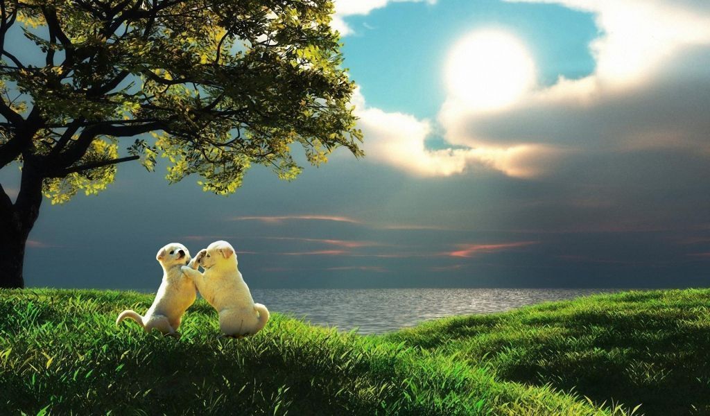 Download Wallpaper 1024x600 Puppy, Couple, Sunset, Nature, Play