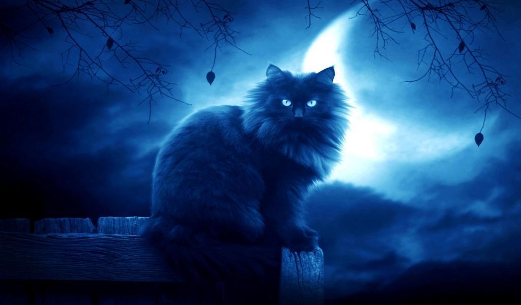 Download Wallpaper 1024x600 Cat, Black, Moon, Night, Silhouette