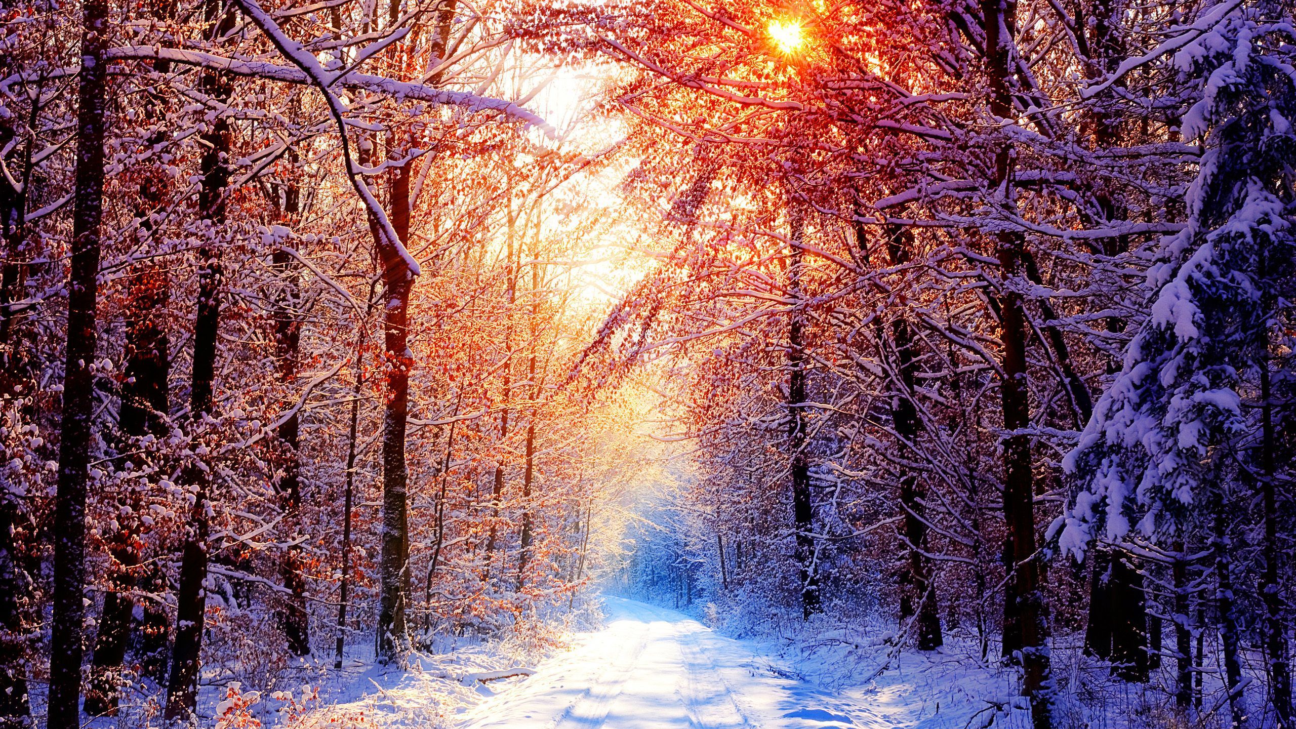 Winter Forest, season, animals, nature, snow, 2560x1440 HD ...