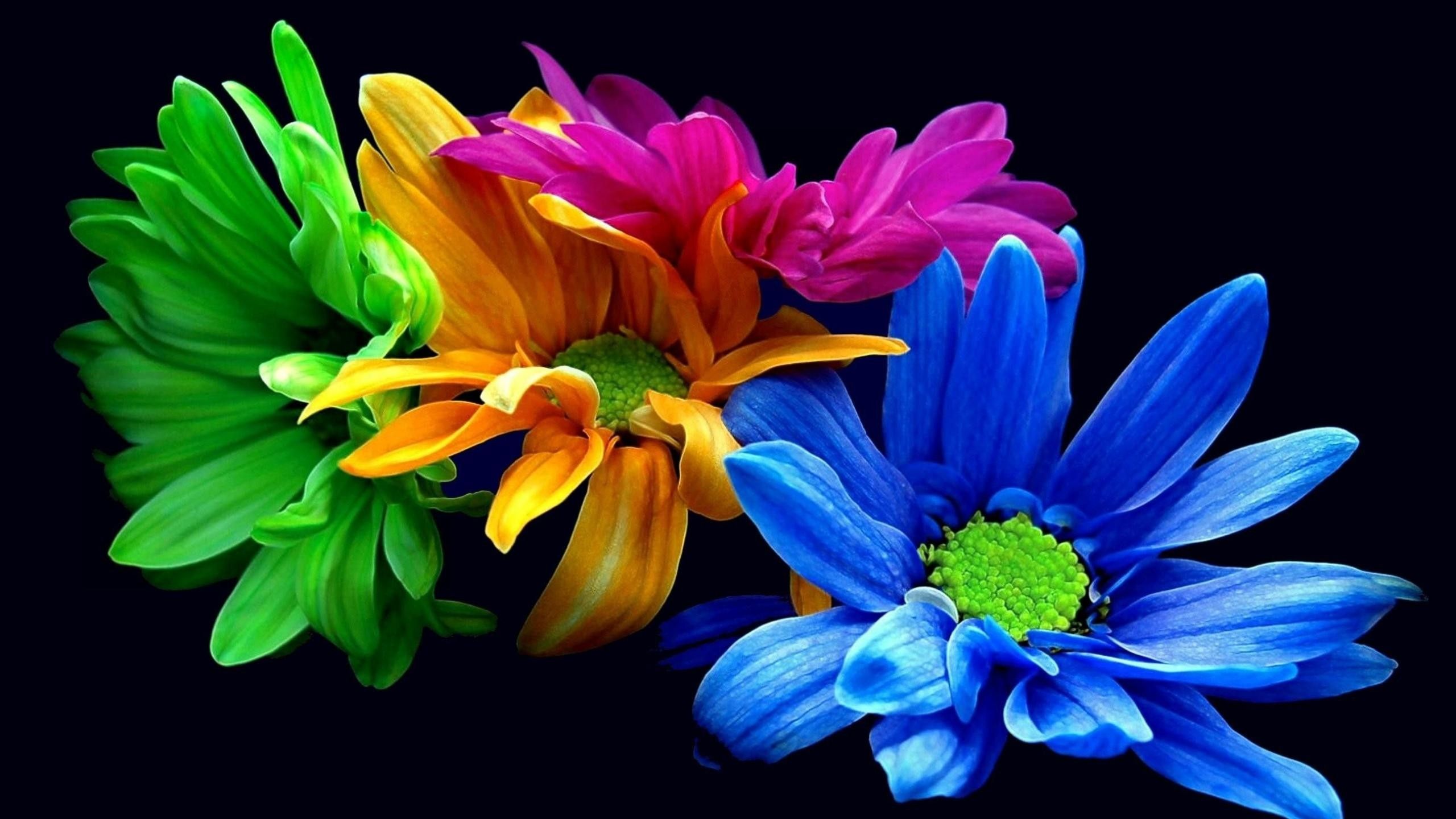Colored-petals-of-chrysanthemum-HD-wallpaper_2560x1440 - Varsity ...