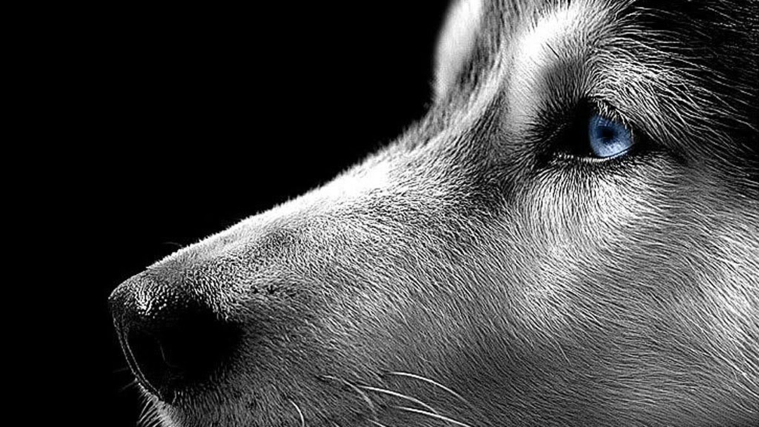 Desktop images of pit bull dogs wallpaper