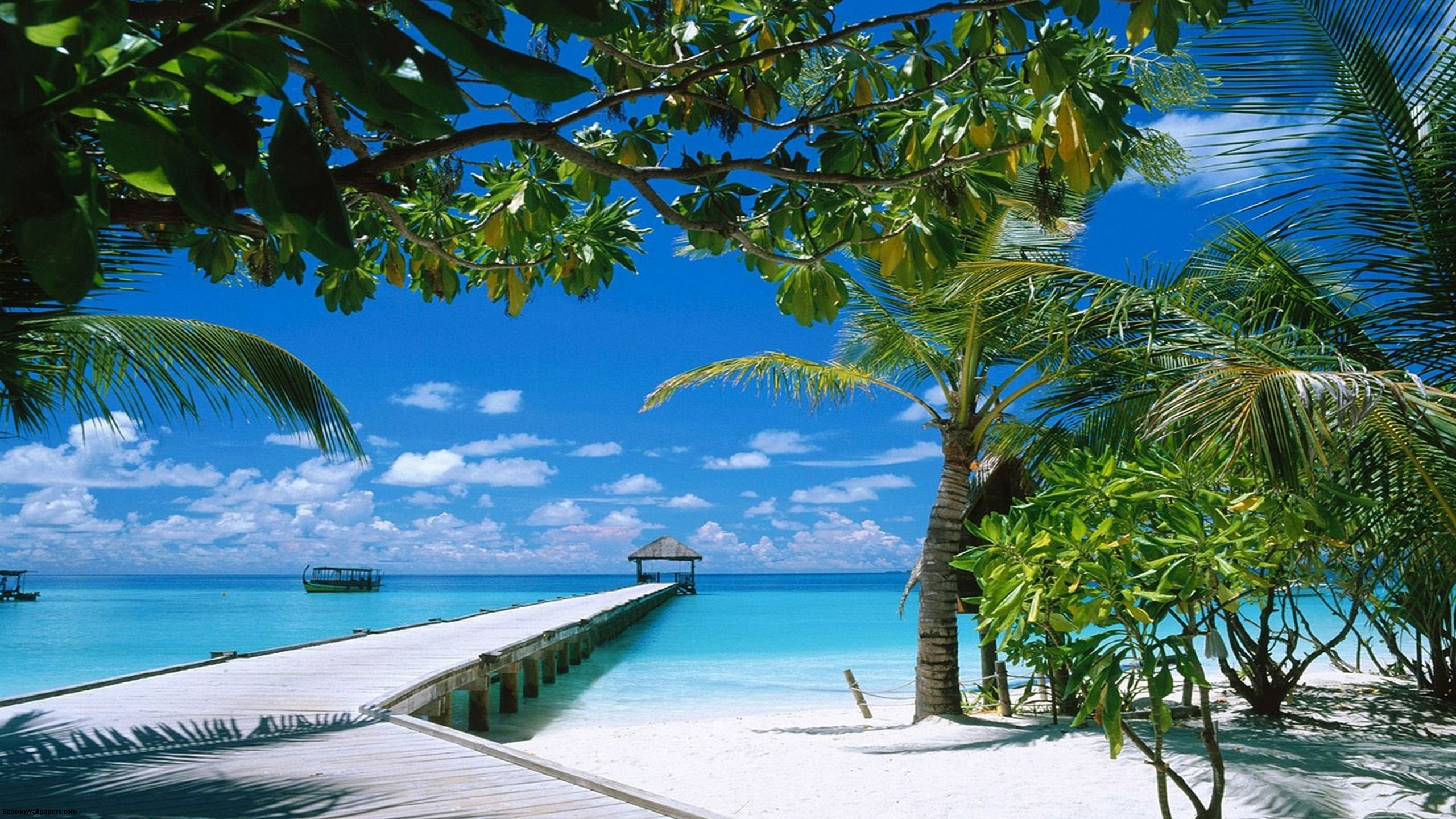Wallpapers 2560x1440 azur sea with palm trees and a long dais