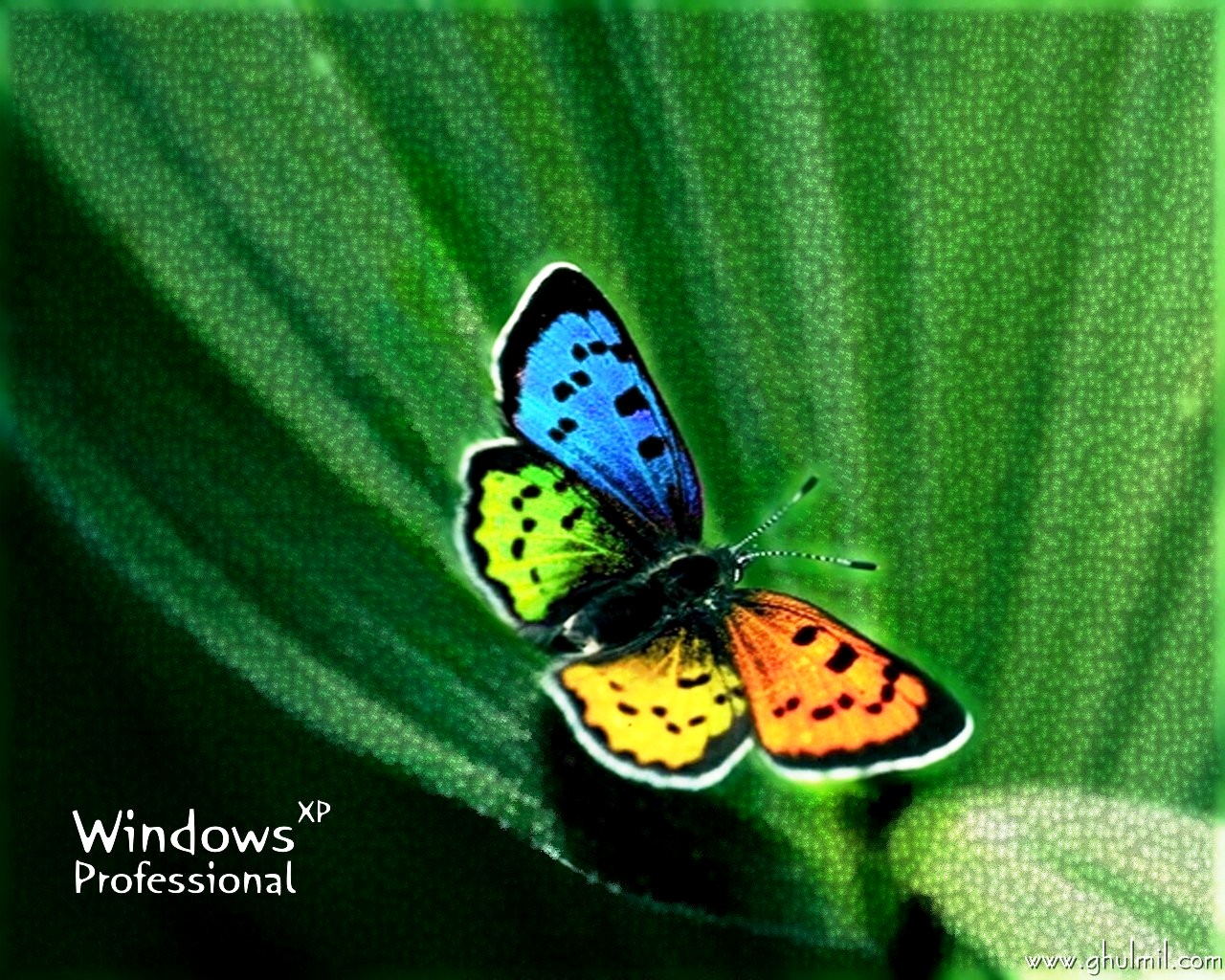 Animated Wallpaper For XP Free Download Butterfly photos of Using ...