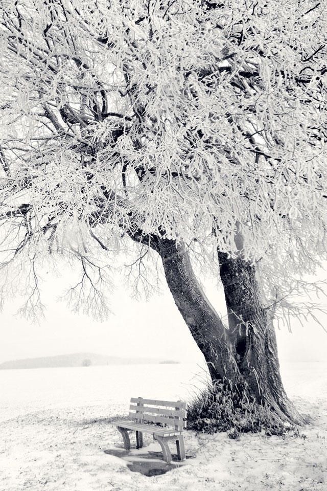 Wonderful Tree In Winter Scenery Iphone 4 Wallpapers Free 640x960