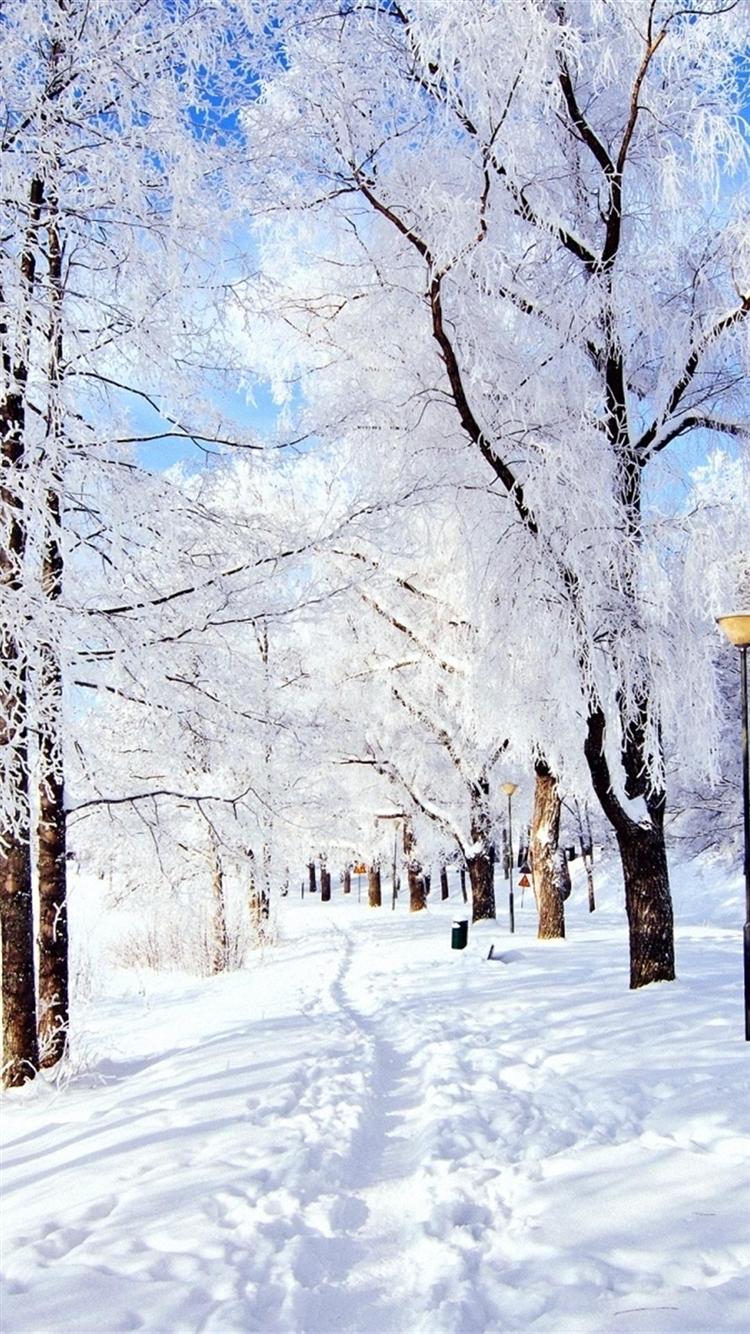 Trail Trees Snow Frost Day Winter iPhone 6 Wallpapers HD