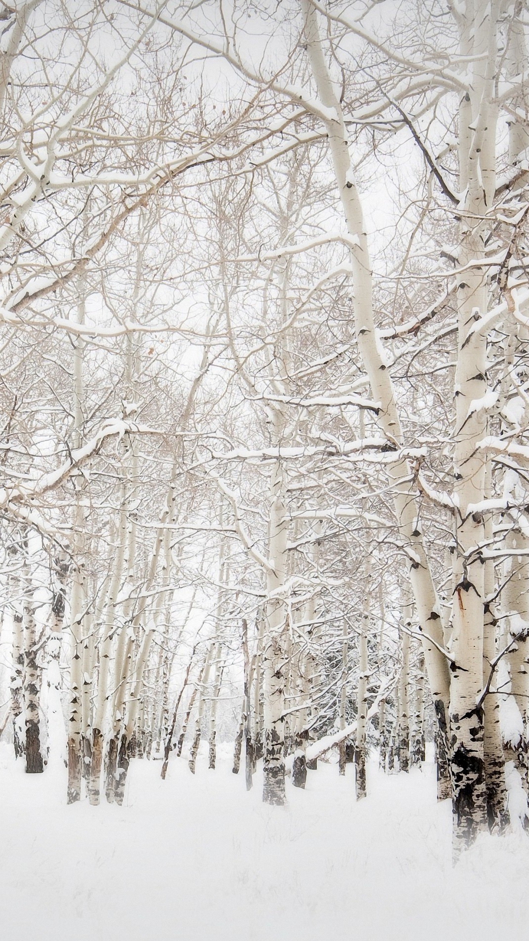 White Winter Forest iPhone 6s Wallpapers HD