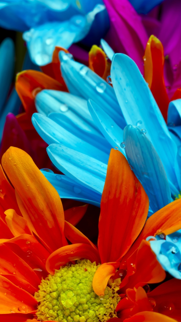 Colorful FlowersSamsung Wallpaper Download | Free Samsung ...