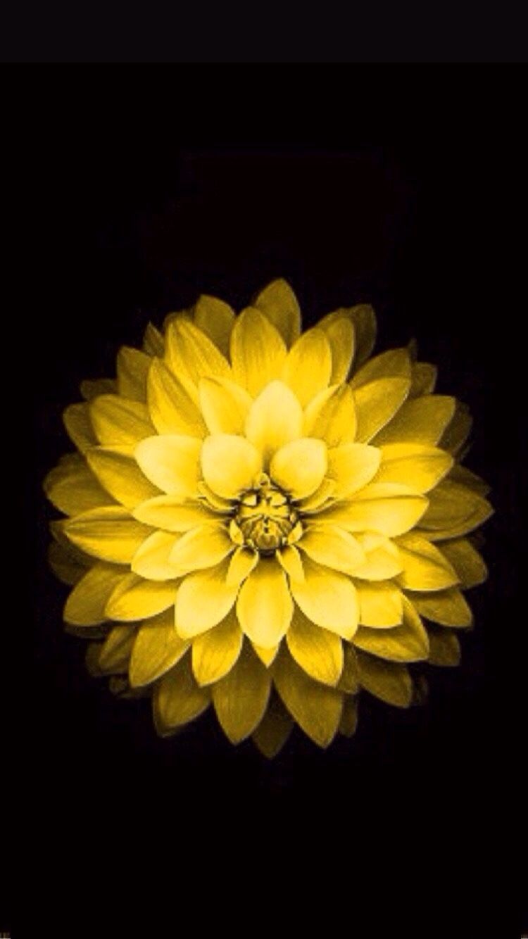 Gallery for - floral wallpapers for iphone 6