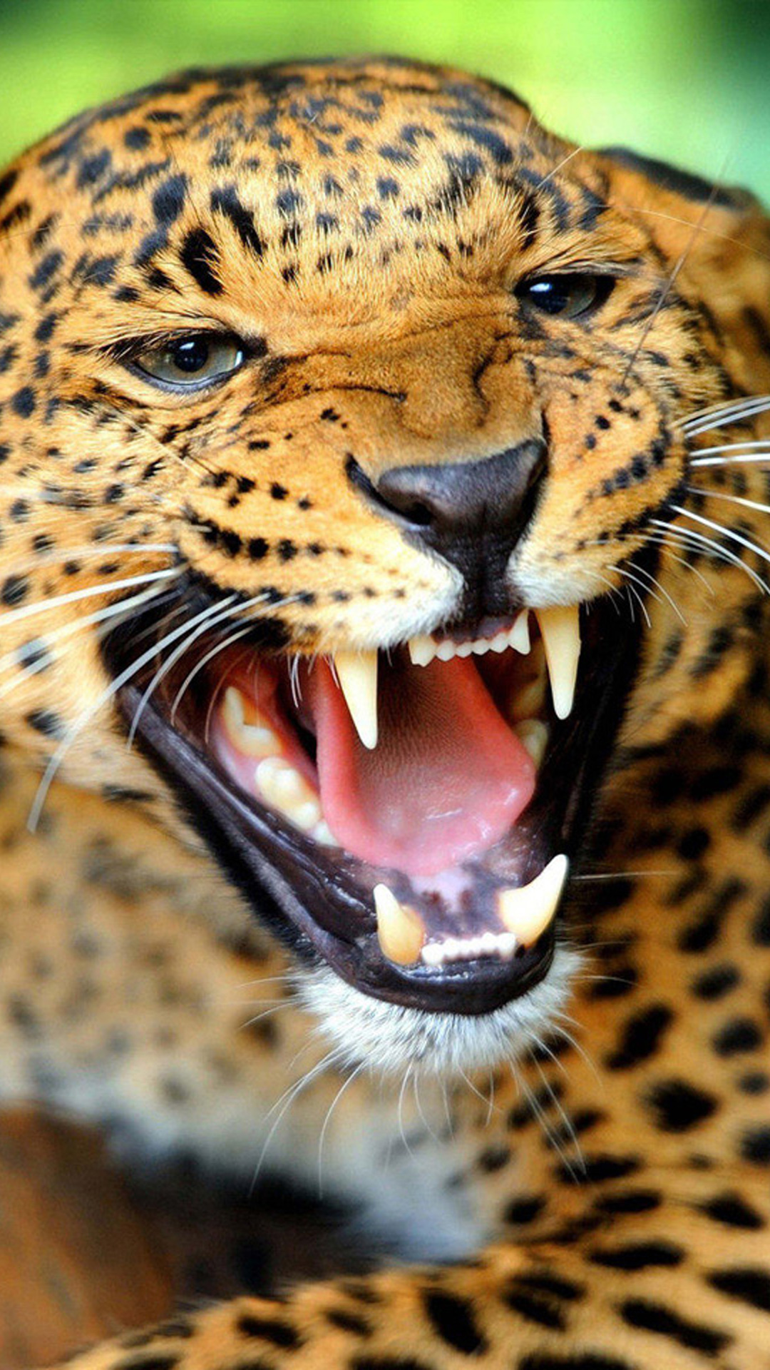 Crazy angry leopard iphone 6 plus wallpaper | iPhone 6 Plus ...