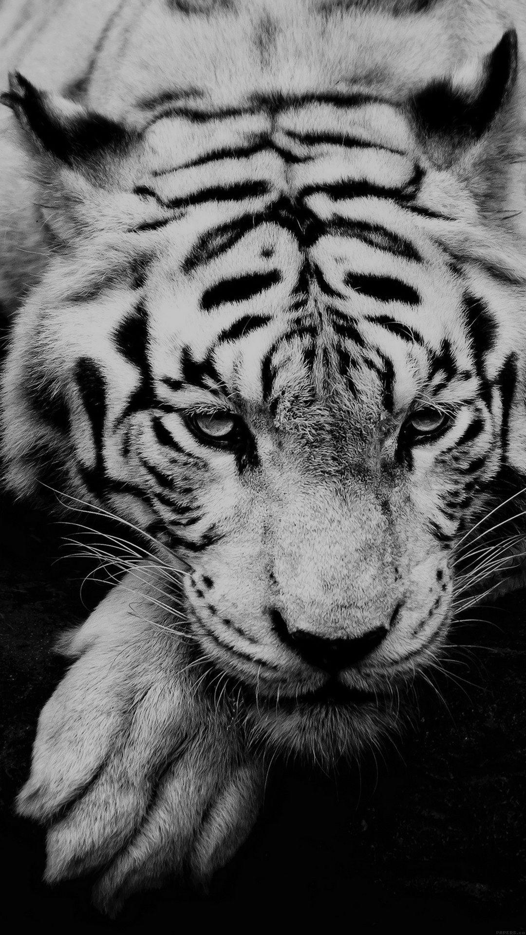 White Tiger Portrait - Best HTC M9 wallpapers