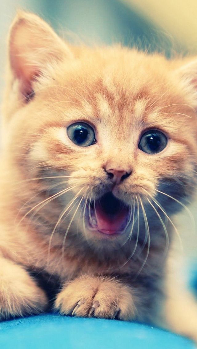 Cute Cat iPhone 5s Wallpaper Download | iPhone Wallpapers, iPad ...