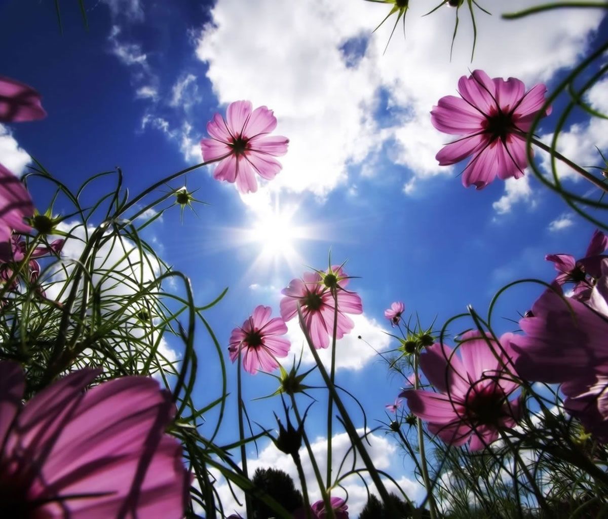 Flower Background for Android Tablets 04 | Tablet Wallpapers ...