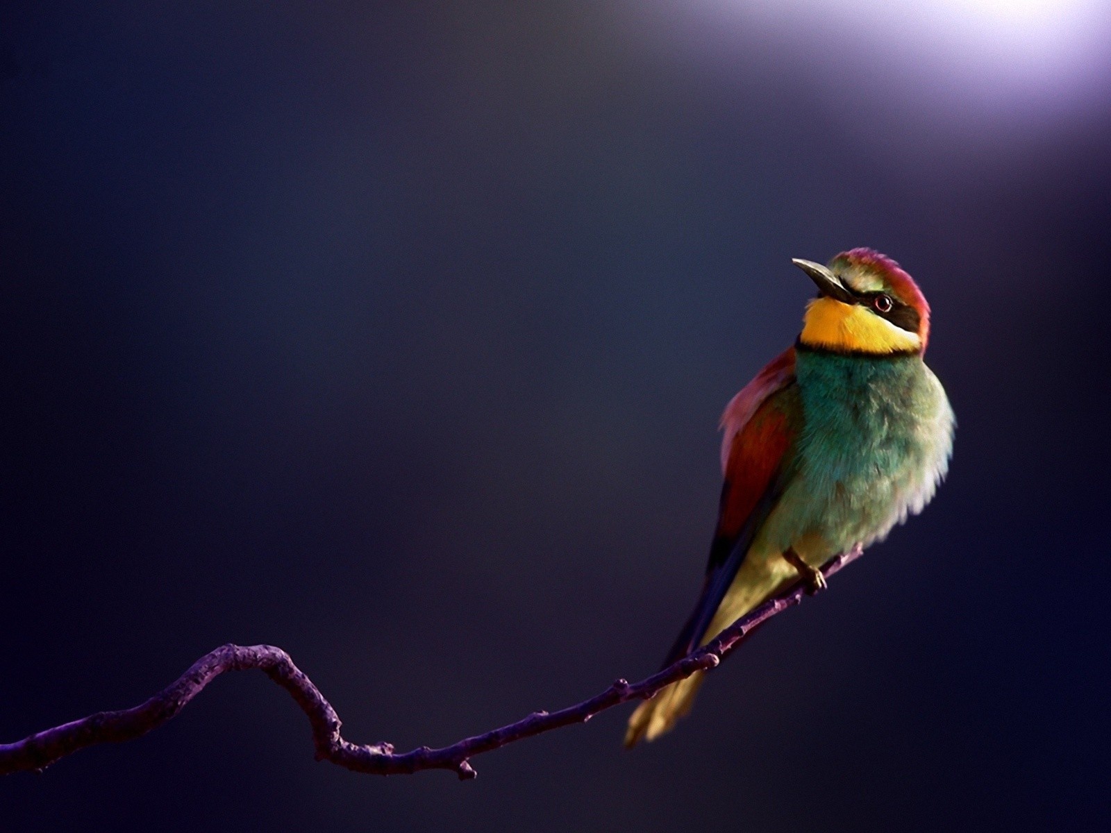 Cute Animals Poster, Bee Eater Photo, a Colorful Bird on Thin ...