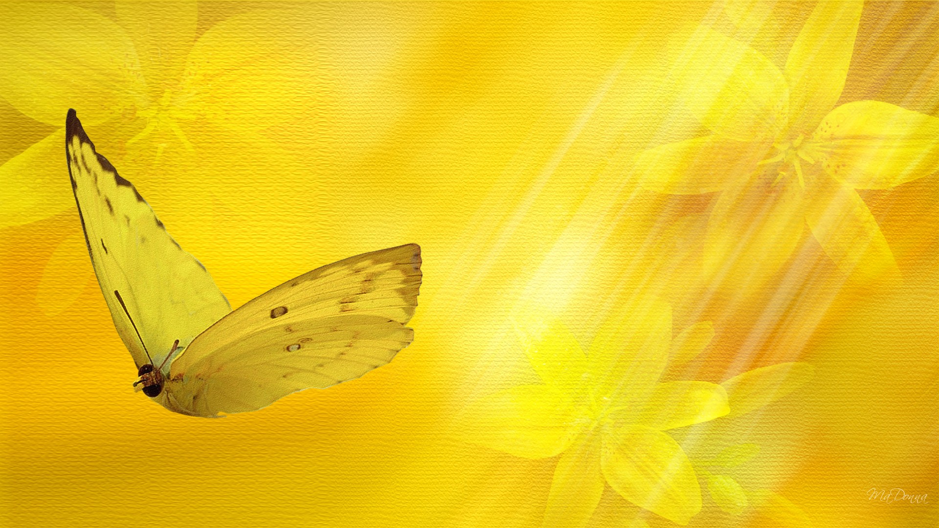 justpict.com Yellow Flower Wallpaper Designs