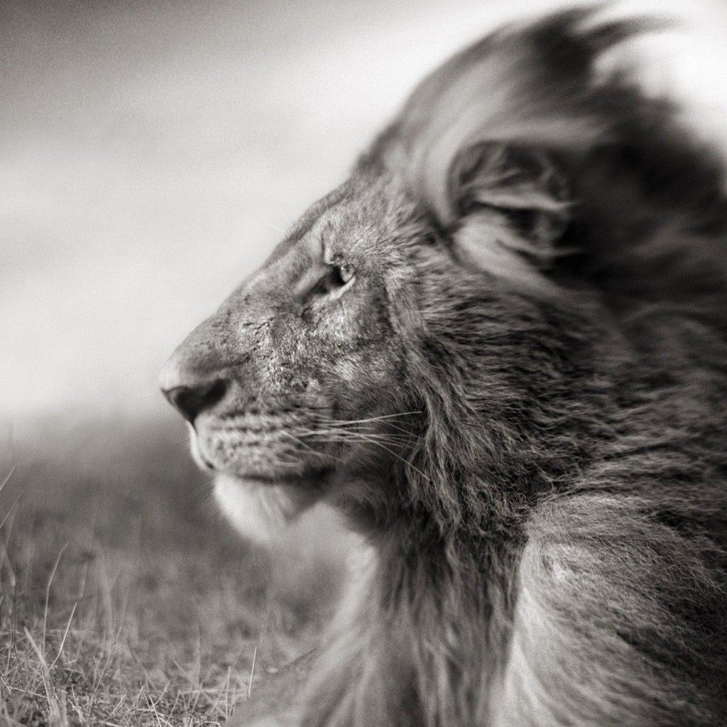 Download Portrait Of A Lion In Black And White HD wallpaper for