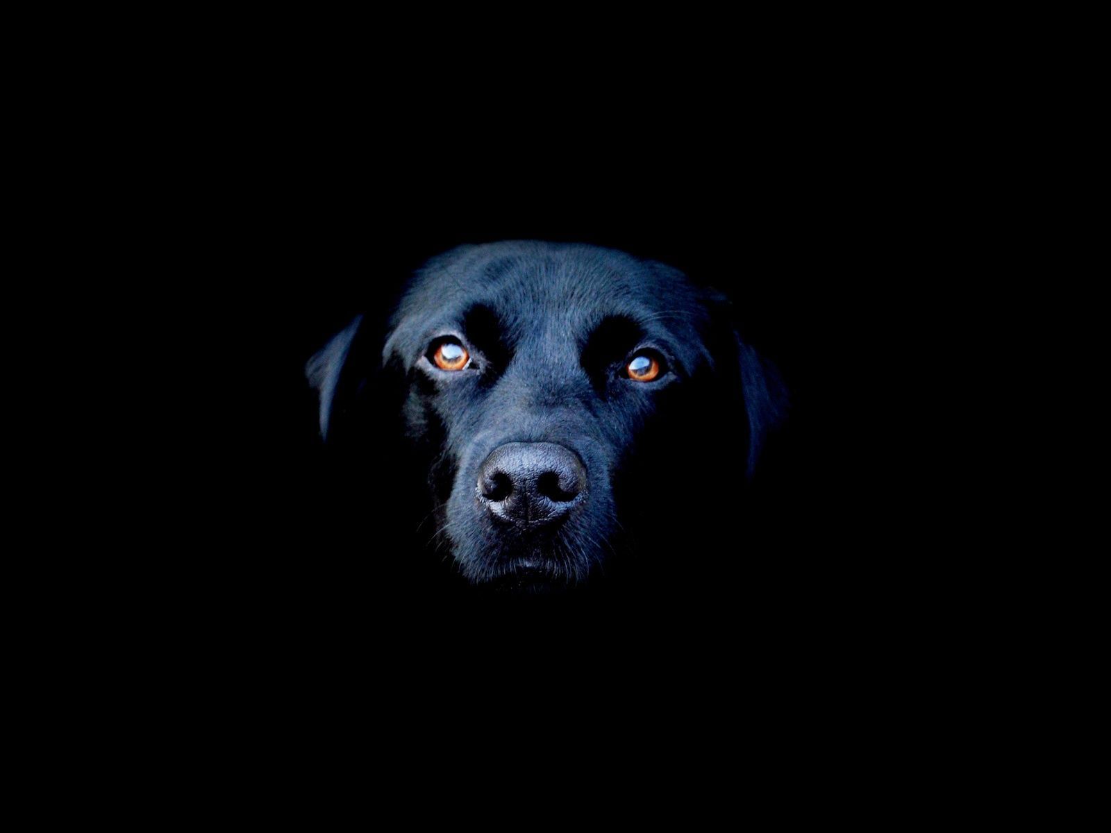 Black Dog HD Wallpaper Black Dog Images Cool Backgrounds