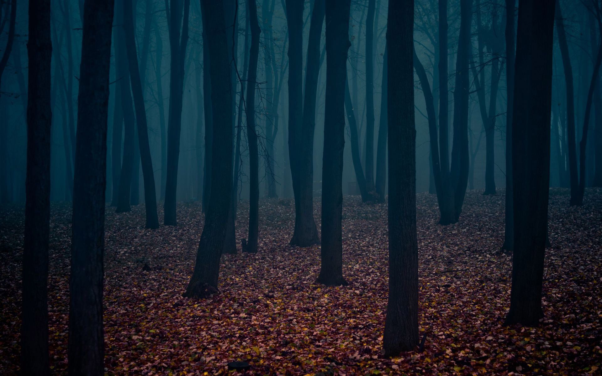 Dark Forest HD Wallpapers - HD Wallpapers Backgrounds of Your Choice