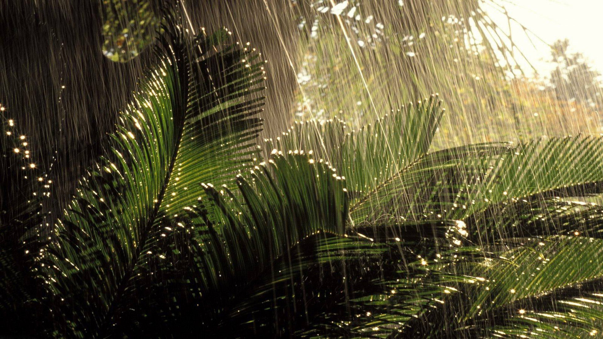 Rainy Nature HD Wallpapers