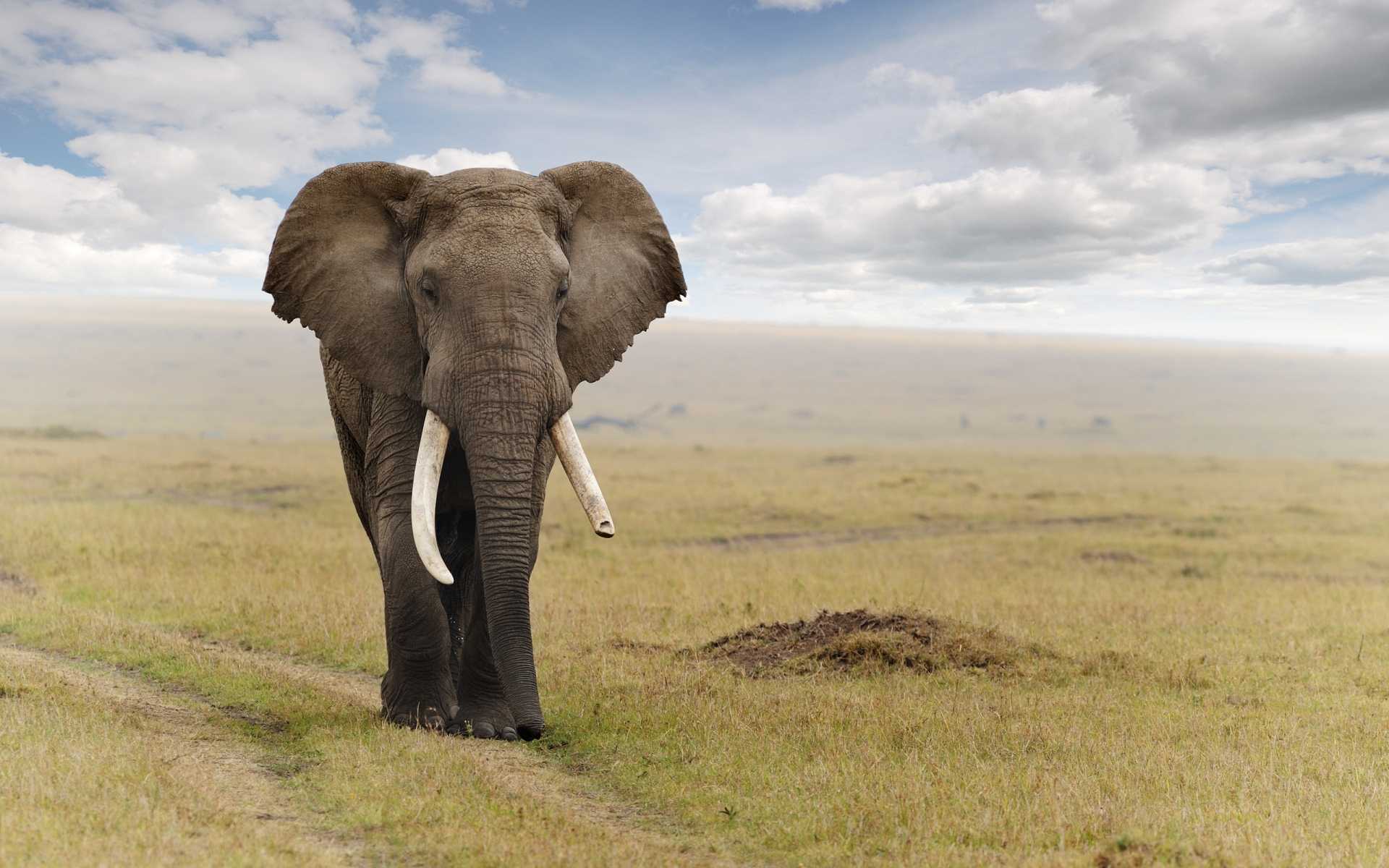 Elephant Wallpaper Of Cute Elephant Top 20 HD Wallpapers