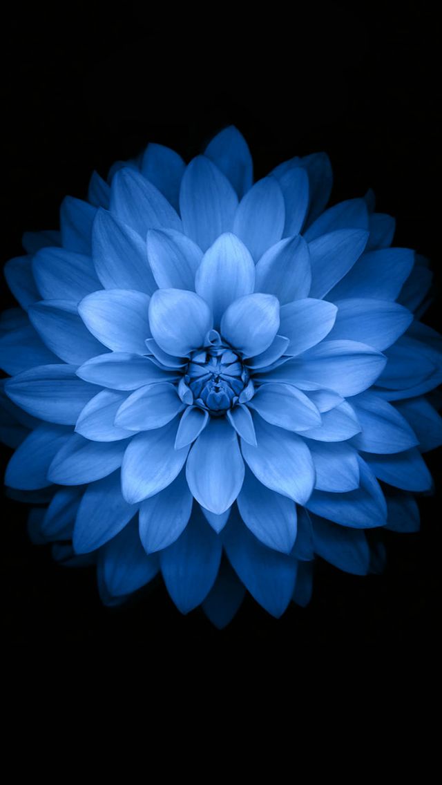 Blue Lotus iOS 8 Pattern Art iPhone 5s Wallpaper Download | iPhone ...