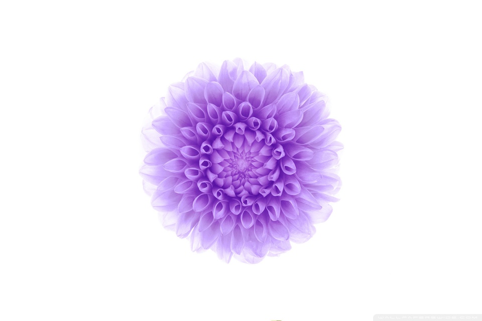 Apple iOS Flower-2 HD desktop wallpaper : Widescreen : High ...