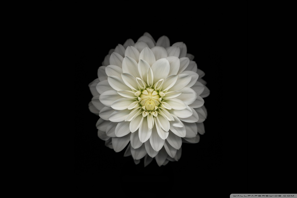 Apple iOS Flower-3 HD desktop wallpaper : Widescreen : High ...