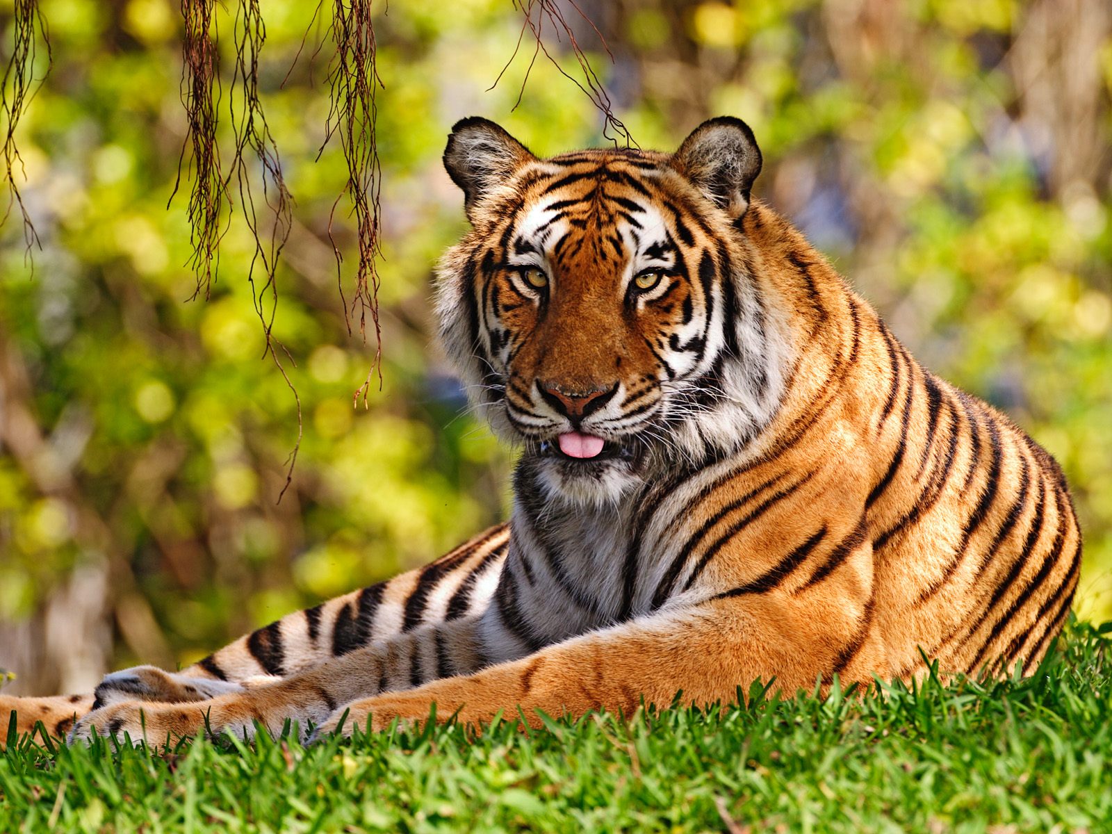 Big tiger | 3D Animal Wallpaper Free Download