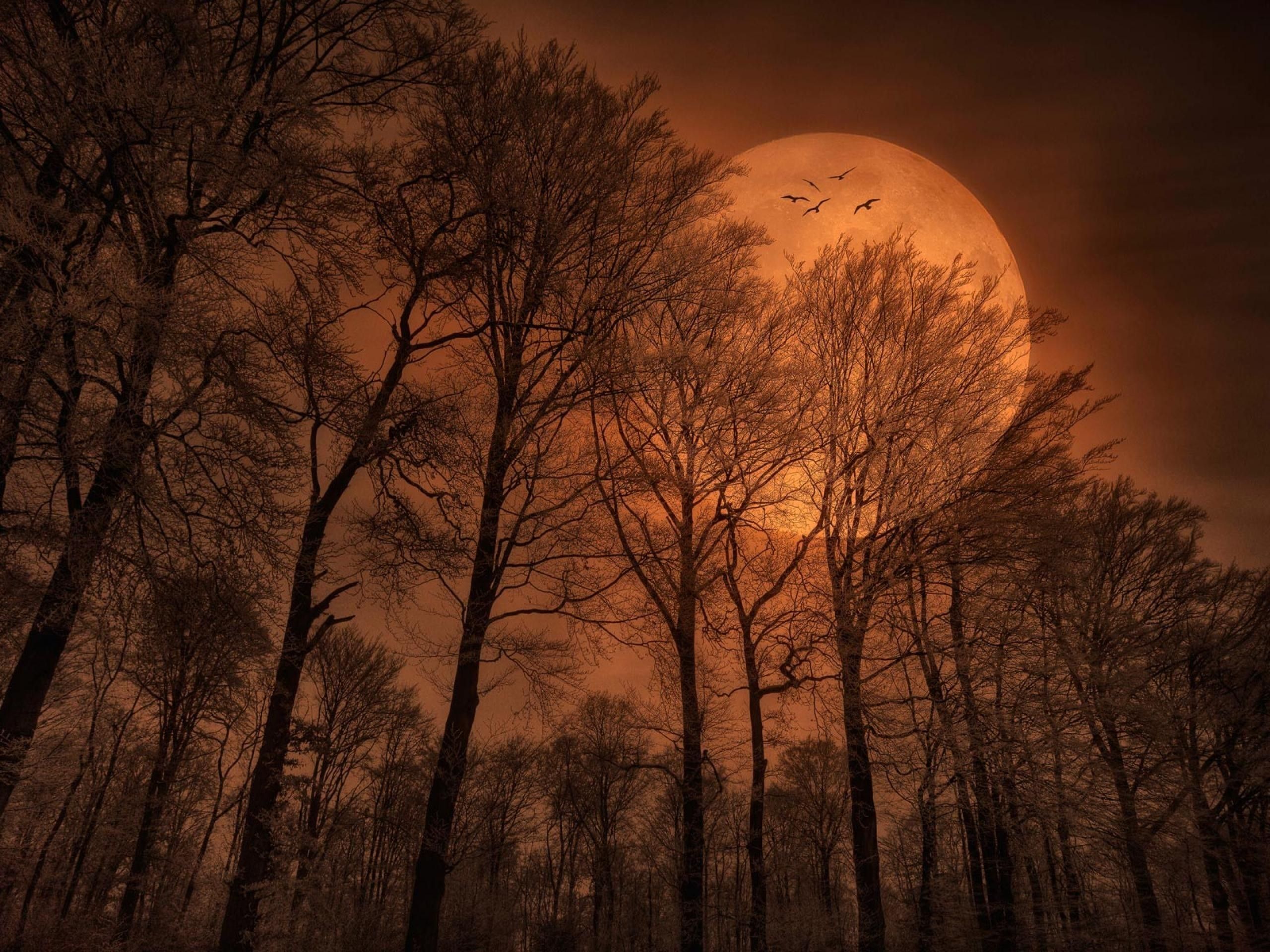 Red Moon High Trees & Birds wallpapers | Red Moon High Trees ...