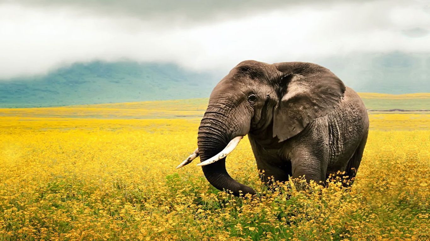 10+ Best HD Elephant Wallpapers |FreeCreatives