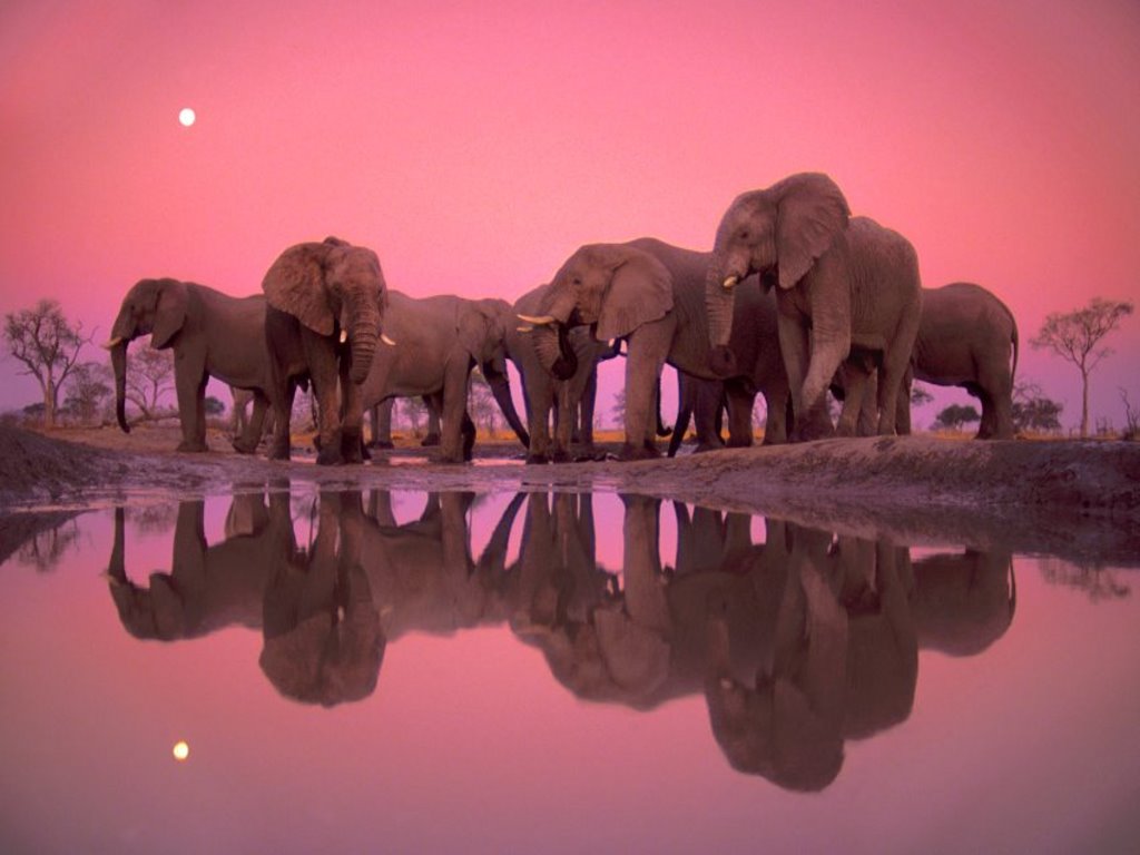 18 Elephant Backgrounds FreeCreatives