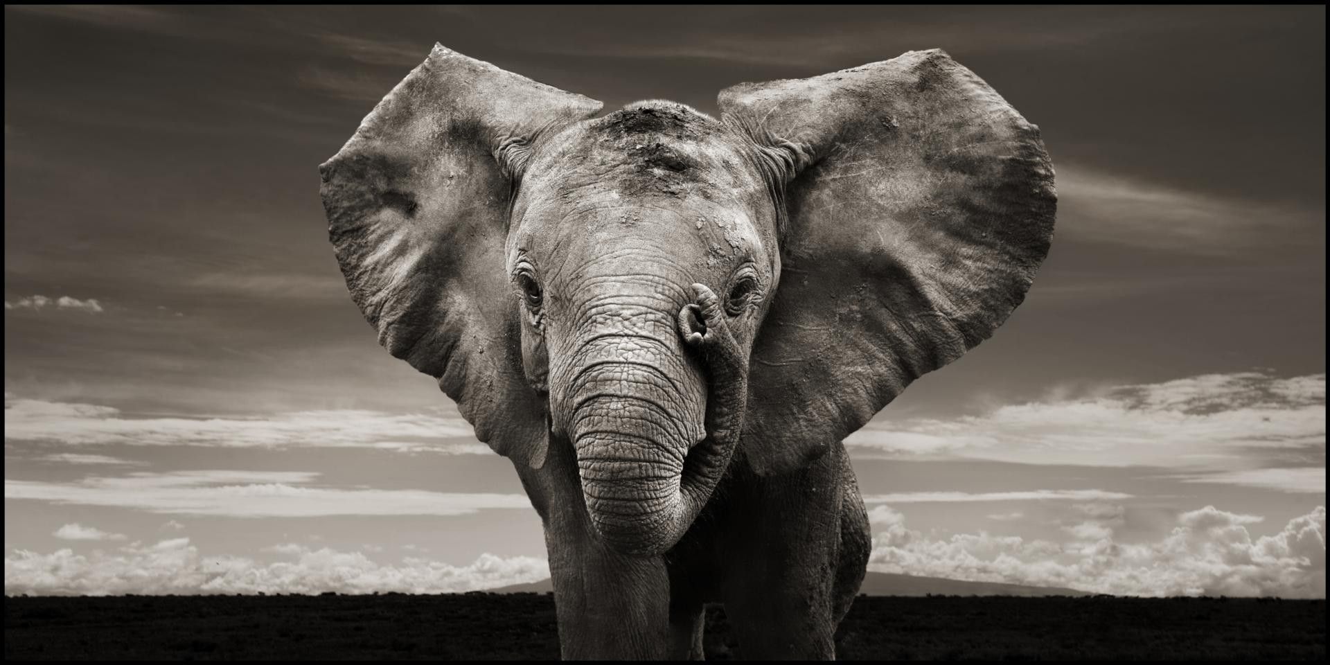 Elephant Wallpaper HD Background Desktop • iPhones Wallpapers
