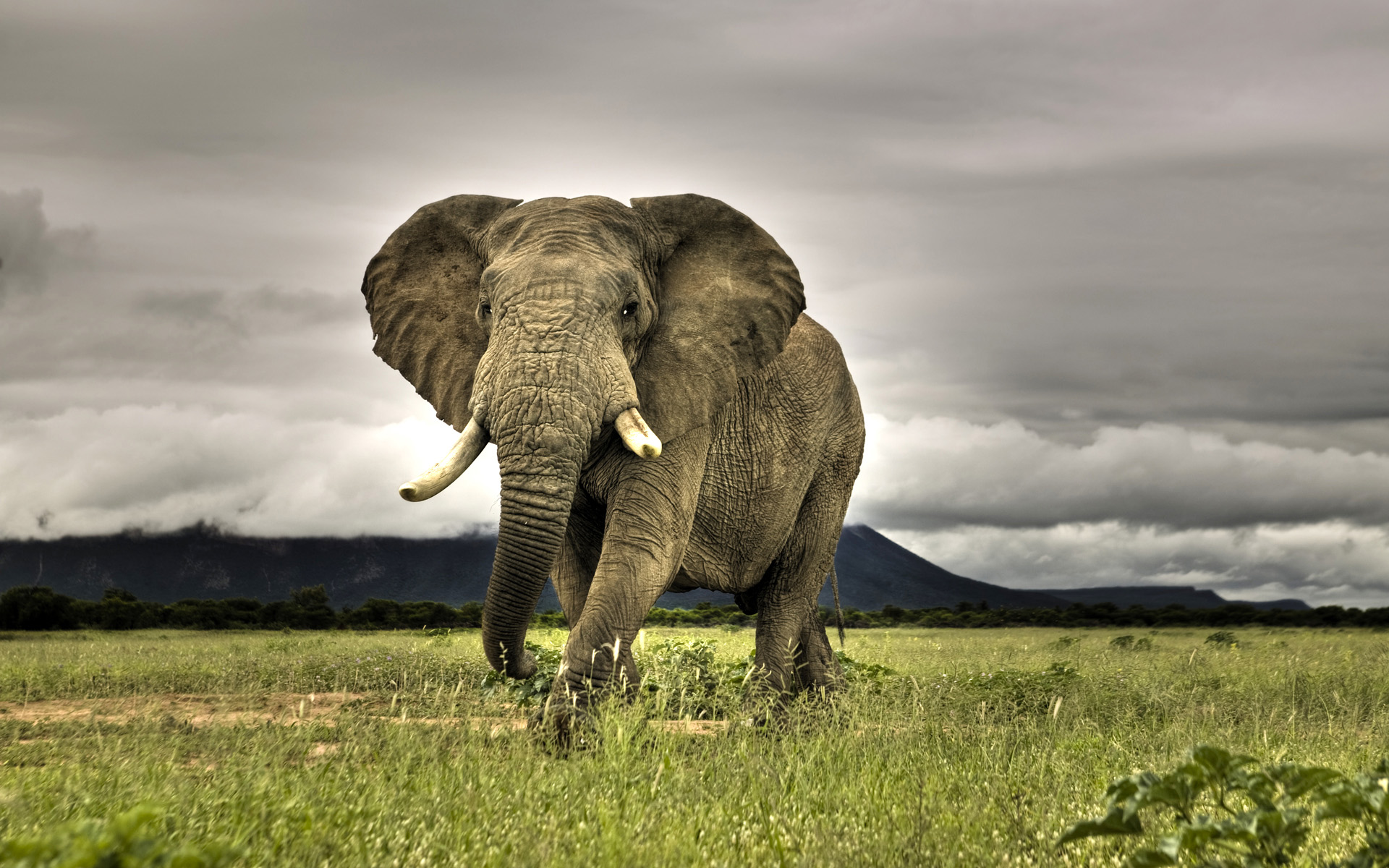 african-elephant-wallpaper.jpg