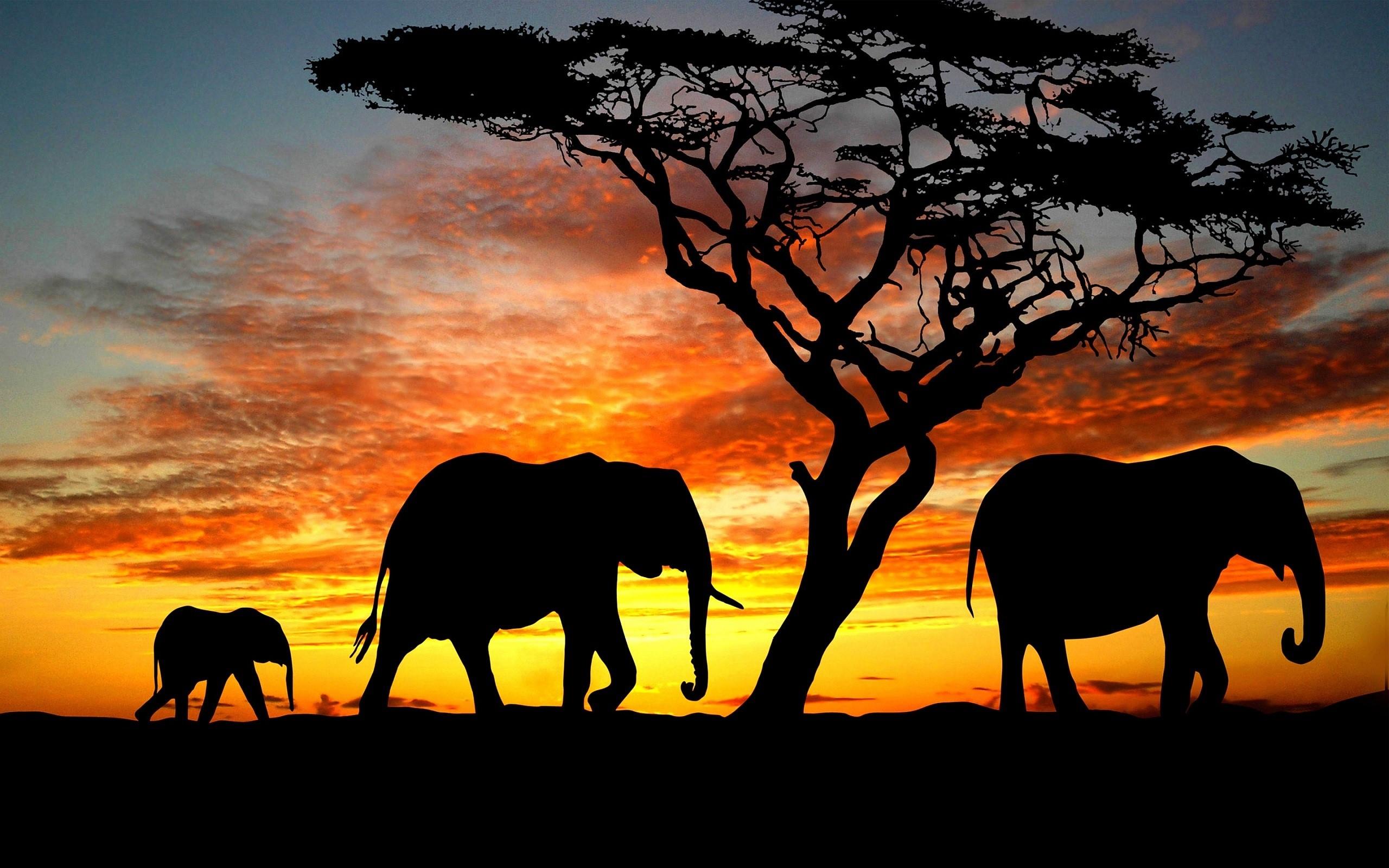 Elephant HD Photos | Animal Desktop Backgrounds Wallpapers Image