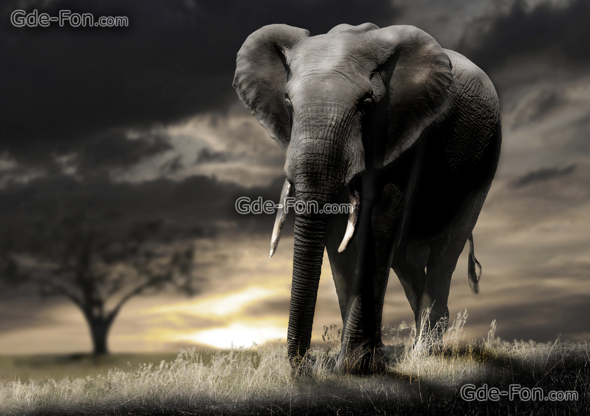 Elephant Wallpaper HD Background Desktop • iPhones Wallpapers