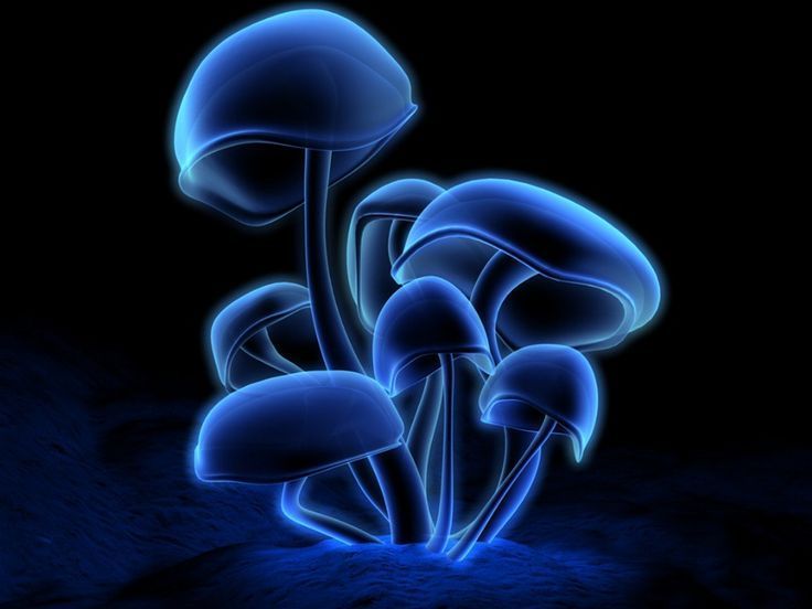 Blue Glow Mushroom Acer Wallpapers Top Quality Acer Wallpapers
