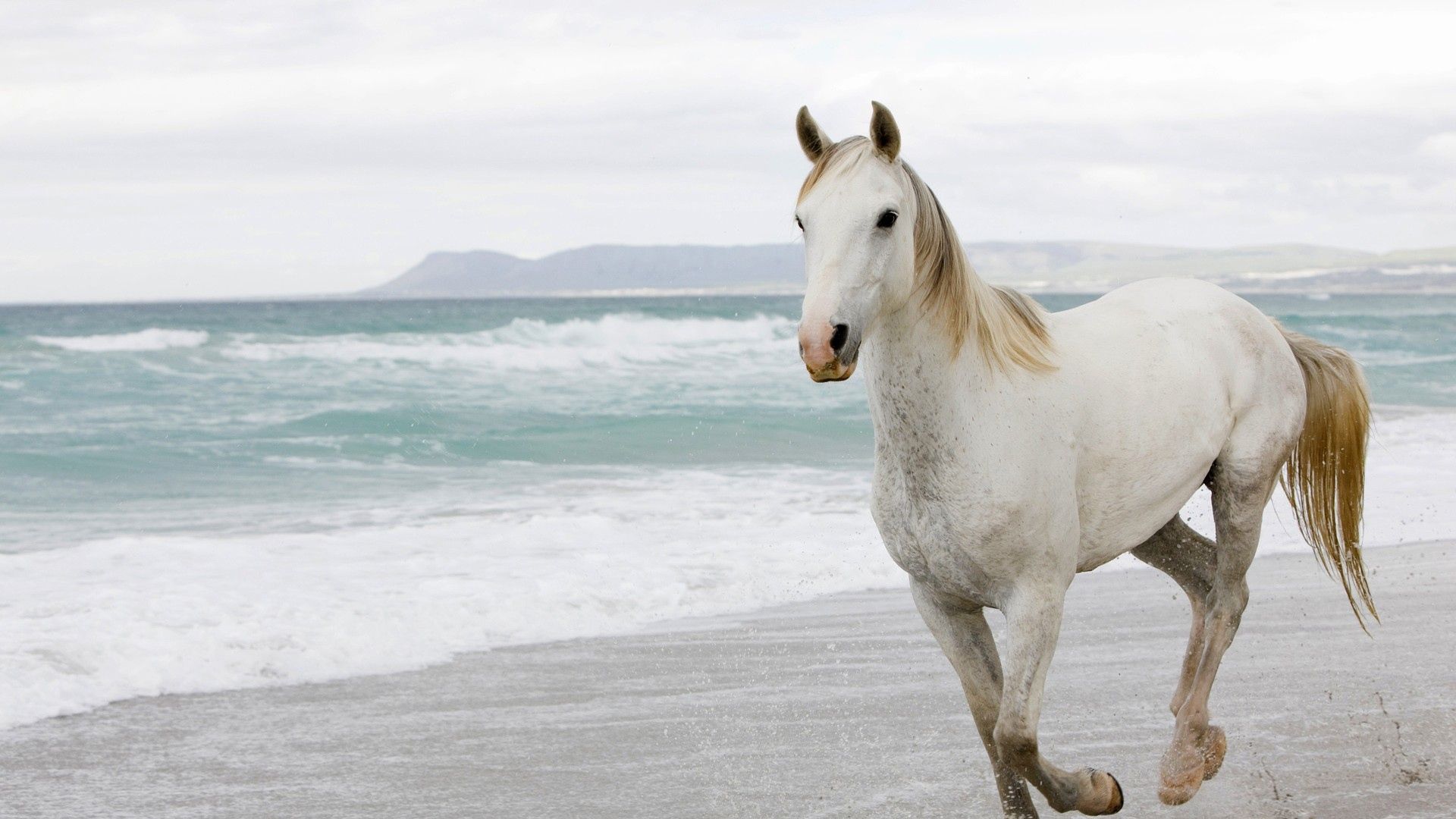 Download Wallpaper 1920x1080 White horse, Sand, Sea, Escape Full