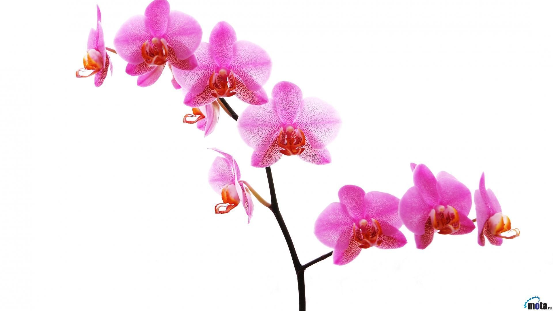 Top Orchid White Phone Wallpaper Images for Pinterest