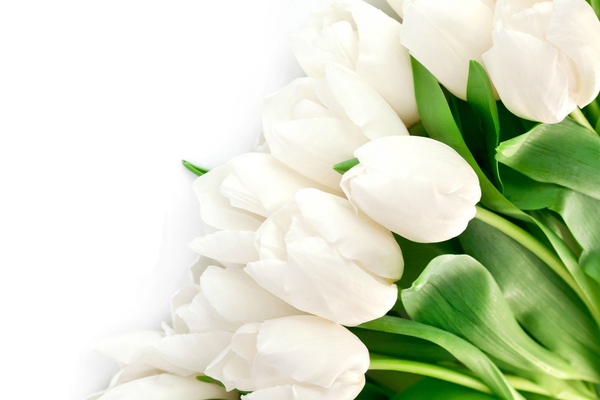 HD-Wallpapers-1080p-White-Tulips-1.jpg