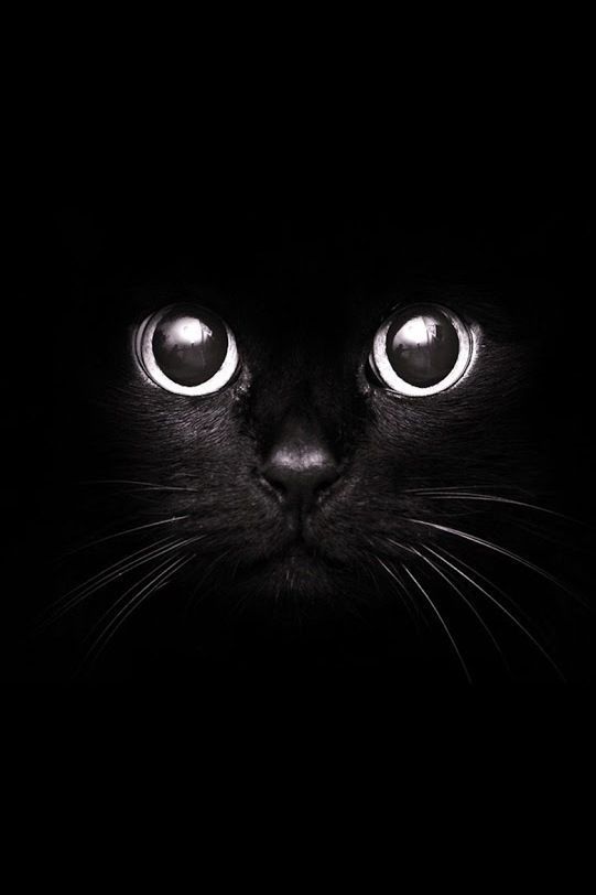 iPhone Wallpapers Cat Group (59+)